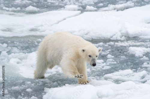 Polar bear (Ursus maritimus) making it's way across floating blocks of sea ice near Svalbard, Norway.