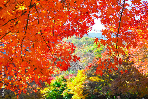 Colourful red and yellow maple leafe under the maple tree during autumn in South Korea,Maple red background.. photo