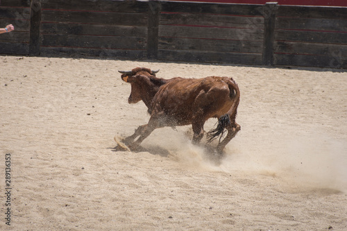 vaquilla corriendo en plaza d e toros clavando en la arena photo