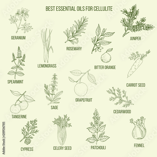 Best essential oils for cellulite