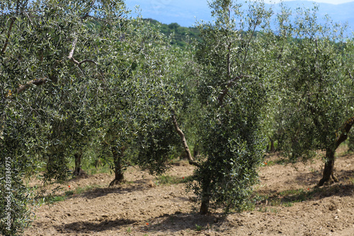 Plantation of olive trees in Montalcino  Tuscany. Italy 