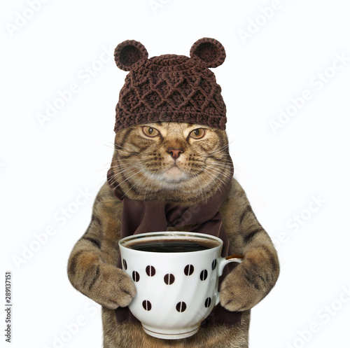 The cat in woolly hat and scarf is holding a cup of black coffee. White background. Isolated. photo