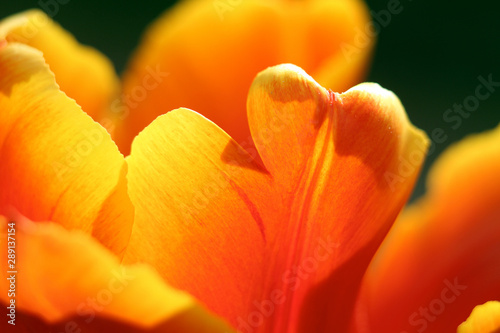 Blumen im Sonnenlicht. Orange Tulpen leuchten in der Sonne und zeigen Details in den Blüten.