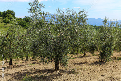 Plantation of olive trees in Montalcino, Tuscany. Italy 