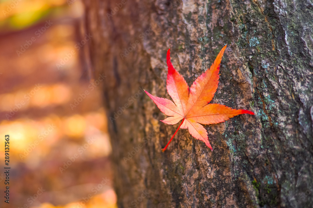 Colourful red of maple leafs on the tree during autumn in Naejangsan national park,South Korea,feeling warm. Colourful red of maple leafs on the tree during autumn in Naejangsan national park,South Korea,feeling warm.