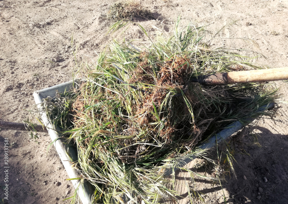 Preparing the orchard for planting vegetables. The farmer piles the