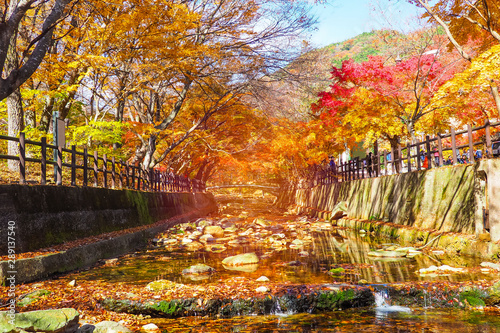 Tourist travelling and taking photo with Autumn Maple in Naejangsan national park with reflection on the water Colorful autumn season in South Korea tourist attraction in South korea..