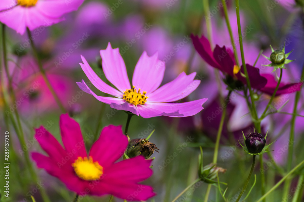 Cosmos bipinnatus a mixture of colours Cosmos bipinnatus a mixture of colours