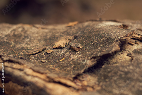 fotografia macro de corteza separada en un tronco