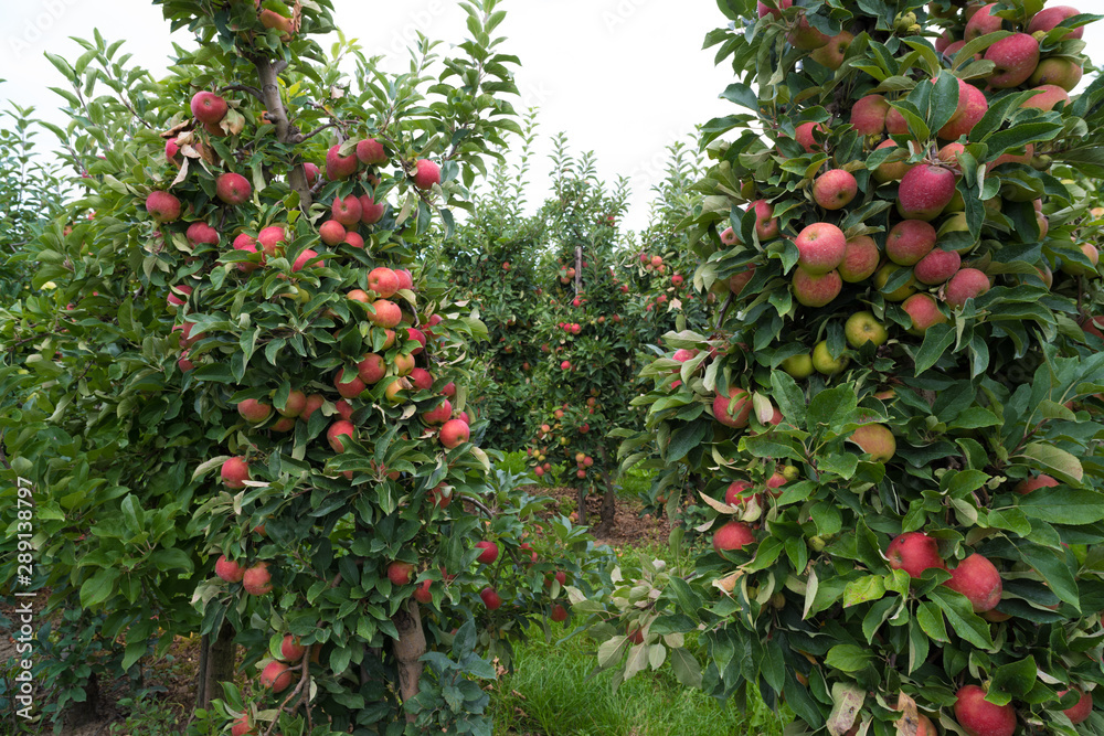 elstar apples in an orchard elstar apples in an orchard