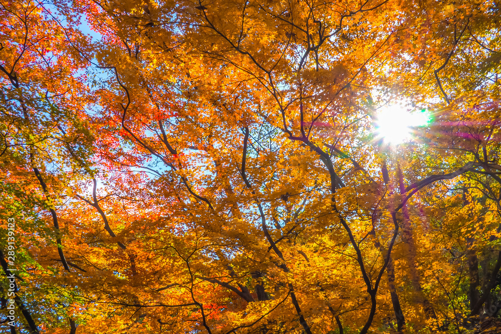 Colourful red and yellow maple leafe under the maple tree during autumn in South Korea,Maple red background..