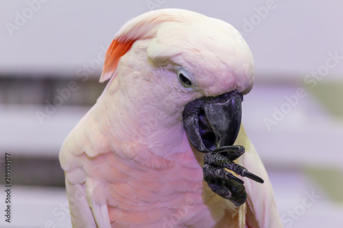 Close up white parrot in the park.