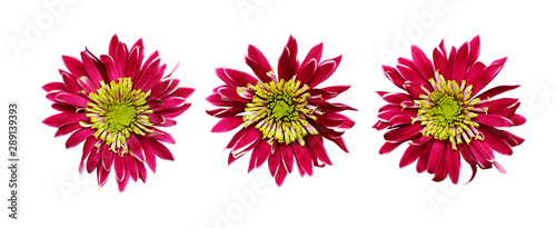 Set of  cpink and green hryzanthemum flowers © Ortis