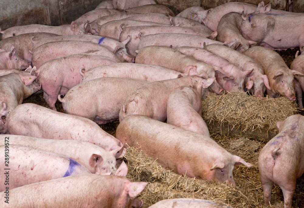 Free range pigs on straw. Netherlands. Farming Free range pigs on straw. Netherlands. Farming