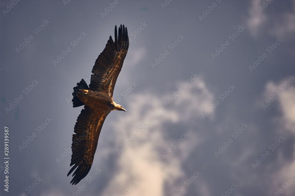 Fototapeta premium Buitre volando en libertad