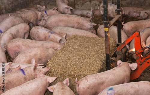 Free range pigs on straw. Netherlands. Farming