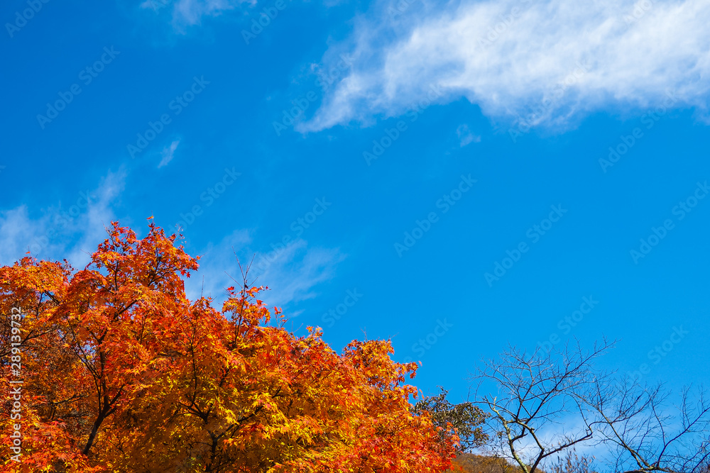 Colourful red and yellow maple leafe under the maple tree during autumn in South Korea,Maple red background.. Colourful red and yellow maple leafe under the maple tree during autumn in South Korea,Maple red background..