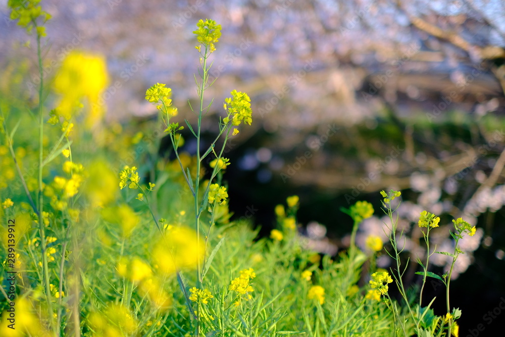 菜の花と桜 日本の春 お散歩 お花見 ポカポカ 植物 黄色 川 海老川 Stock Photo Adobe Stock
