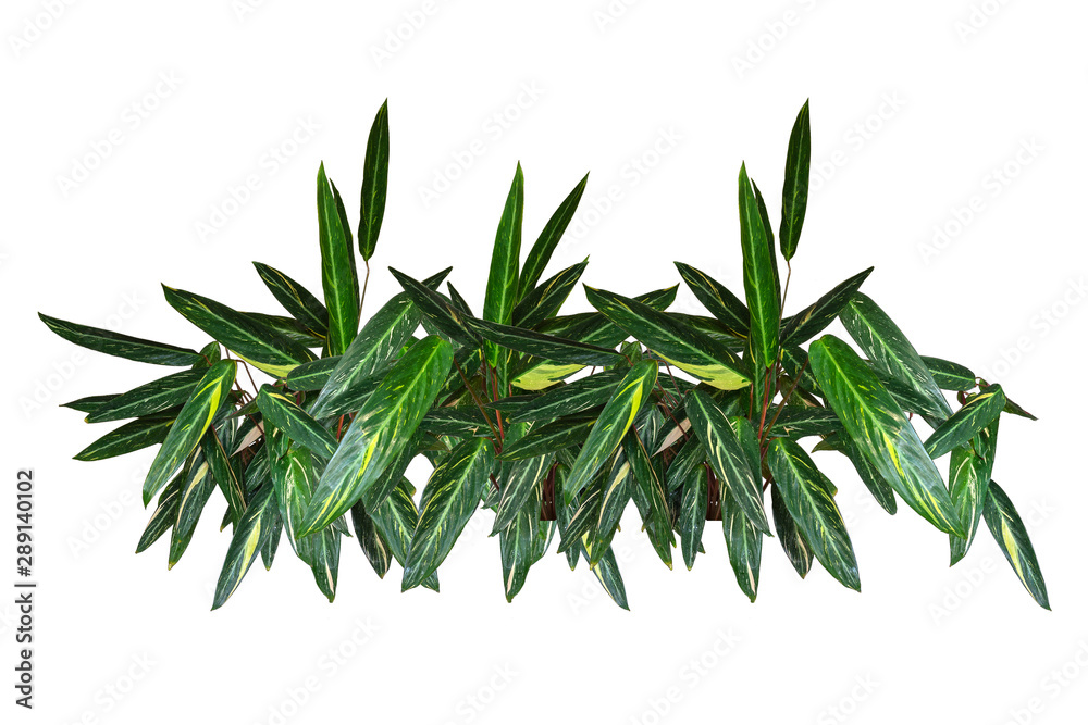 Naklejka premium Garland of tropical plants Stromantha. Panoramic view. Isolated on white background.