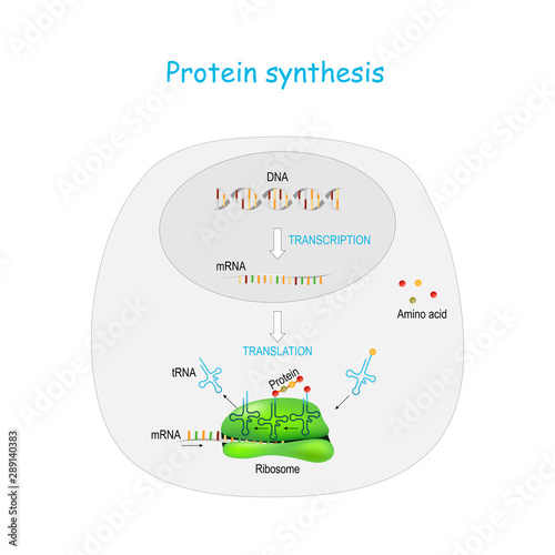 Protein synthesis. translation.