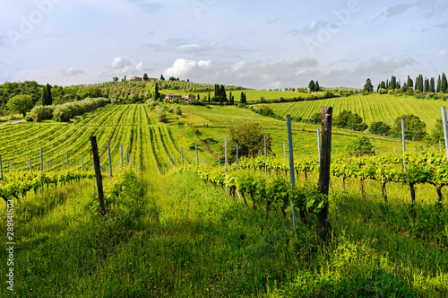 Tuscanian vineyards in a sunny morning