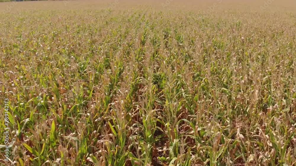 Field with corn. Summer landscape. The concept of a rich harvest, growth and development. Agriculture. Harvesting Field with corn. Summer landscape. The concept of a rich harvest, growth and development. Agriculture. Harvesting
