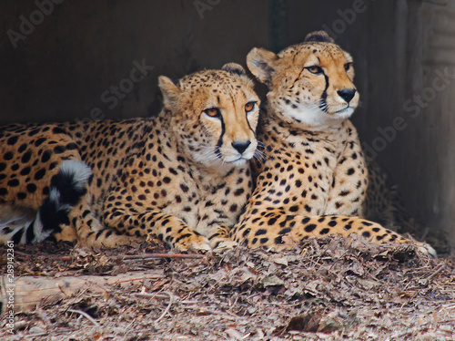 The pair of cheetahs. Cheetah is a predatory mammal of the cat family, lives in most countries of Africa, as well as in the middle East.