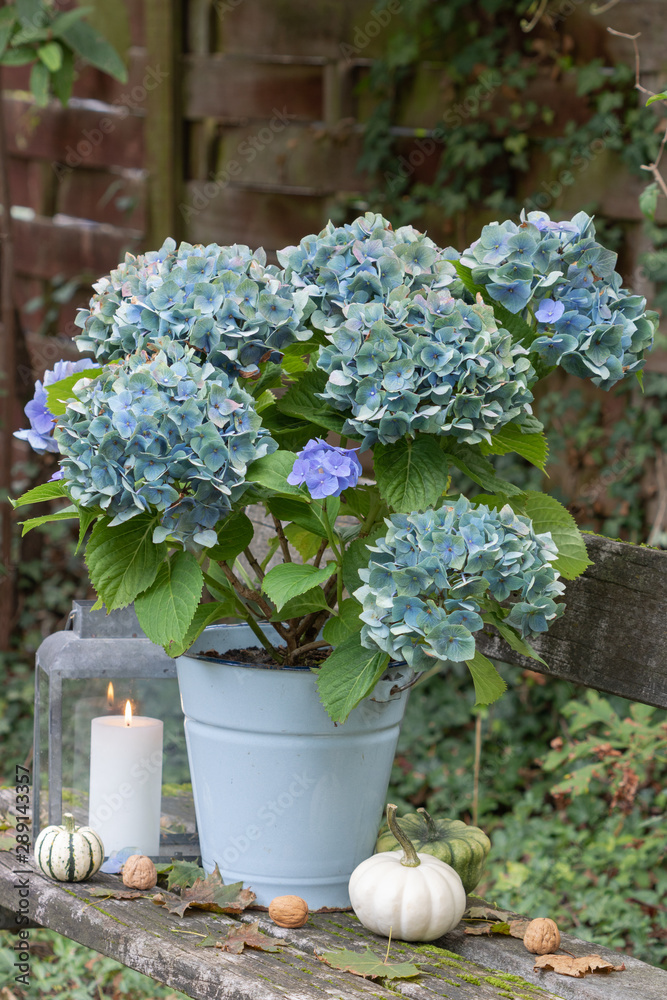 Hortensie Endless Summer in Blau im vintage Eimer 