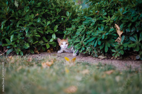 Cat in Bushes