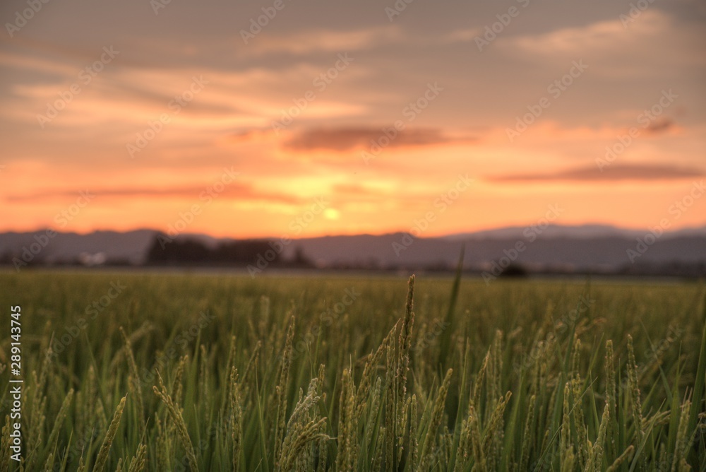 絶景の田園風景 夕日 田んぼ ear of rice 実りの秋 稲穂 収穫 会津 福島 喜多方