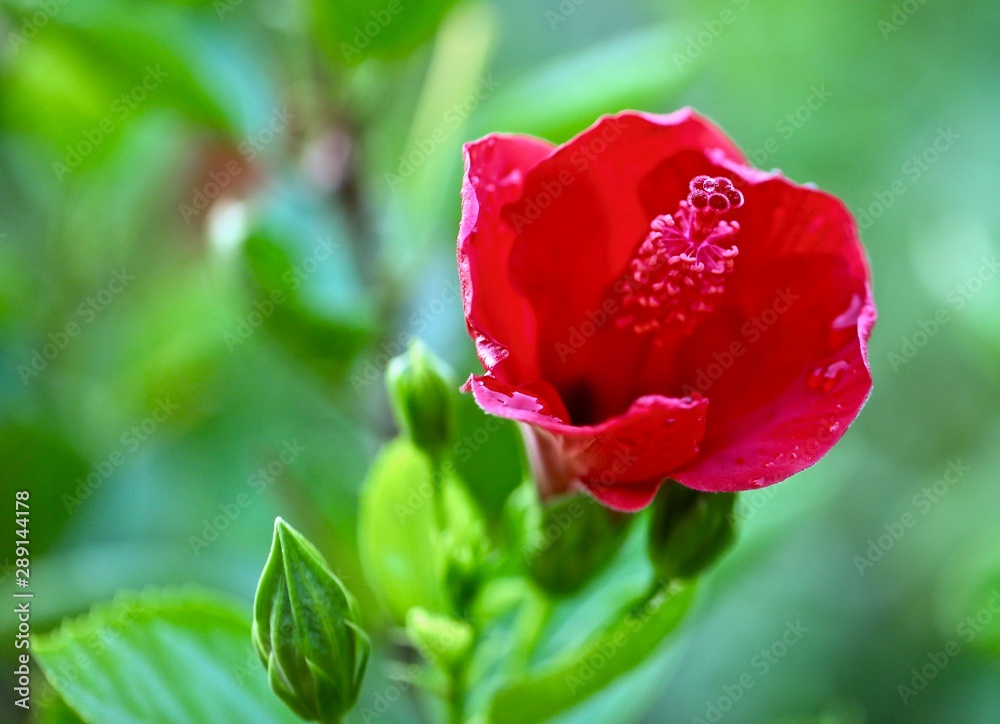 Red flower in hotel beds, Turkey Red flower in hotel beds, Turkey