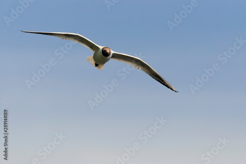 Black-heded Gull