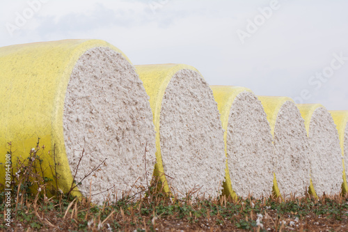 Cotton bales in the field, Big yellow bales. photo