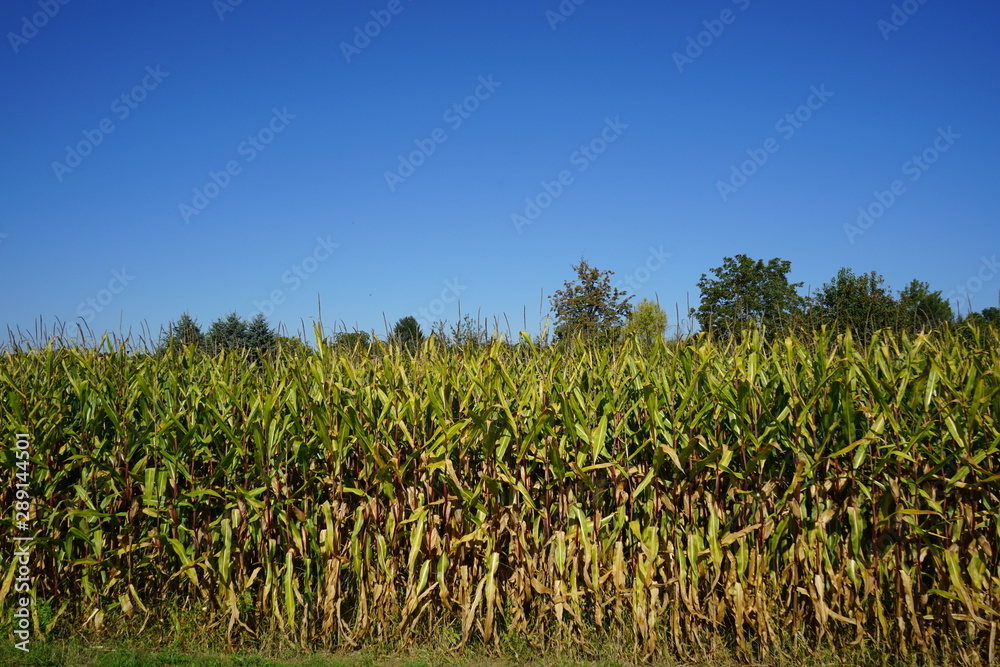 Maisfeld Maisfeld