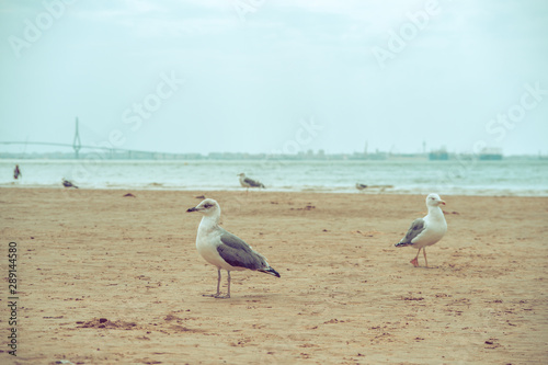 seagulls on the beach of Valdelagrana (Cádiz, Spain) photo