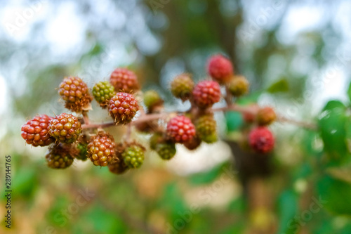 Blackberries are still indigestible to eat when they are green.