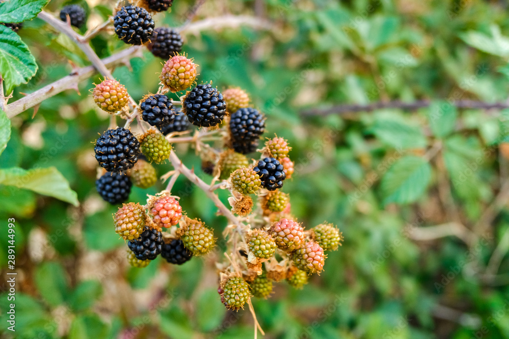 Wild blackberries ripening during the fall. Wild blackberries ripening during the fall.