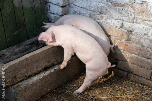 Photos Two month old pigs crawl into a feeding trough