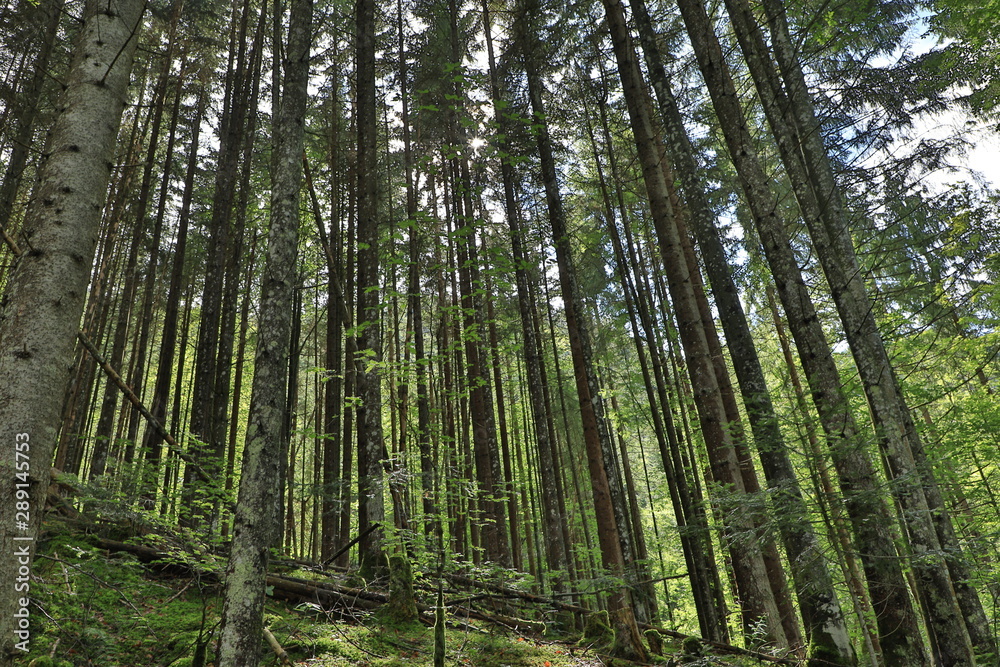 Waldschau Waldschau
