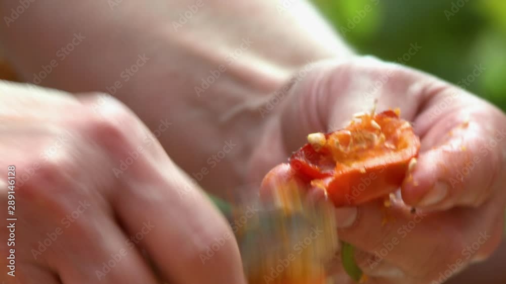 Handheld, close up shot of two people scooping seeds out of rose hips. Handheld, close up shot of two people scooping seeds out of rose hips.