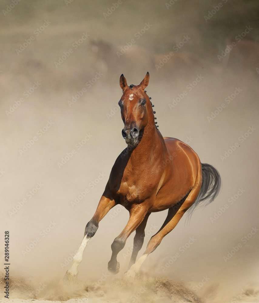 Fototapeta premium Bay sportive horse running in prairies