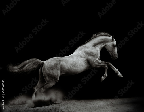Beautiful silver-white stallion on black