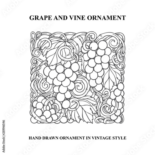 Grapes. Grape and vine engraving style hand drawn vector illustration. Grape and vine ornament. Part of set. 