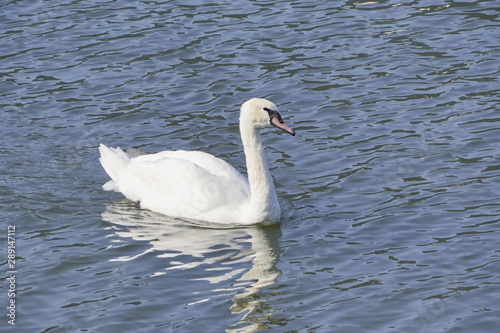 great white Swan floating on the lake on a Sunny bright day, reflection in the water. There is a contrast between white swan and dark water background.