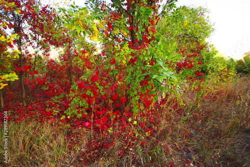 tree with red leaves