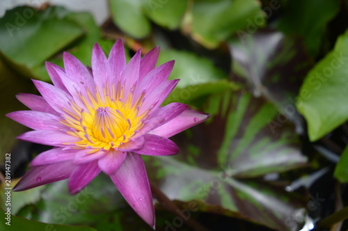 Blooming Lotus flower