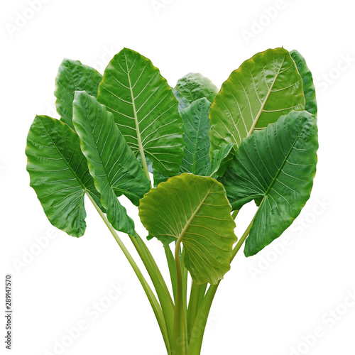 Heart shaped green leaves of Elephant Ear or Giant Taro (Alocasia macrorrhizos), tropical rainforest plant bush isolated on white background with clipping path. photo