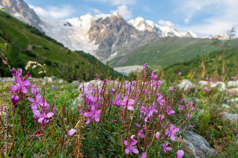 Flowers on a background of Caucasus Mountains, Mountain Valley, Adisha Glacier, Svaneti, Caucasus, Georgia