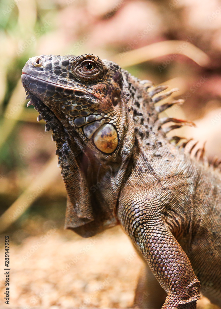 Fototapeta premium Iguana