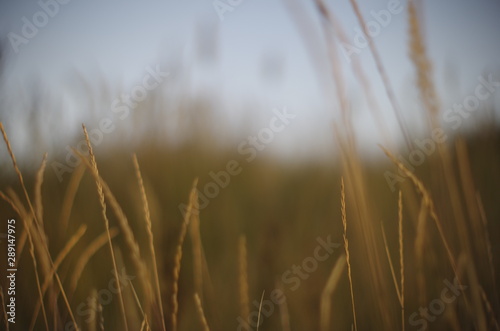 field of wheat